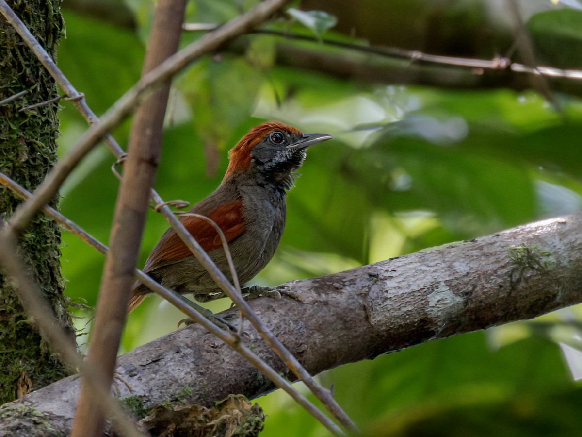 McConnell's Spinetail - ML601622821