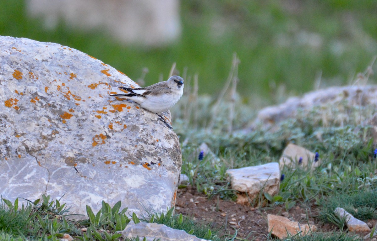 White-winged Snowfinch - ML601622851