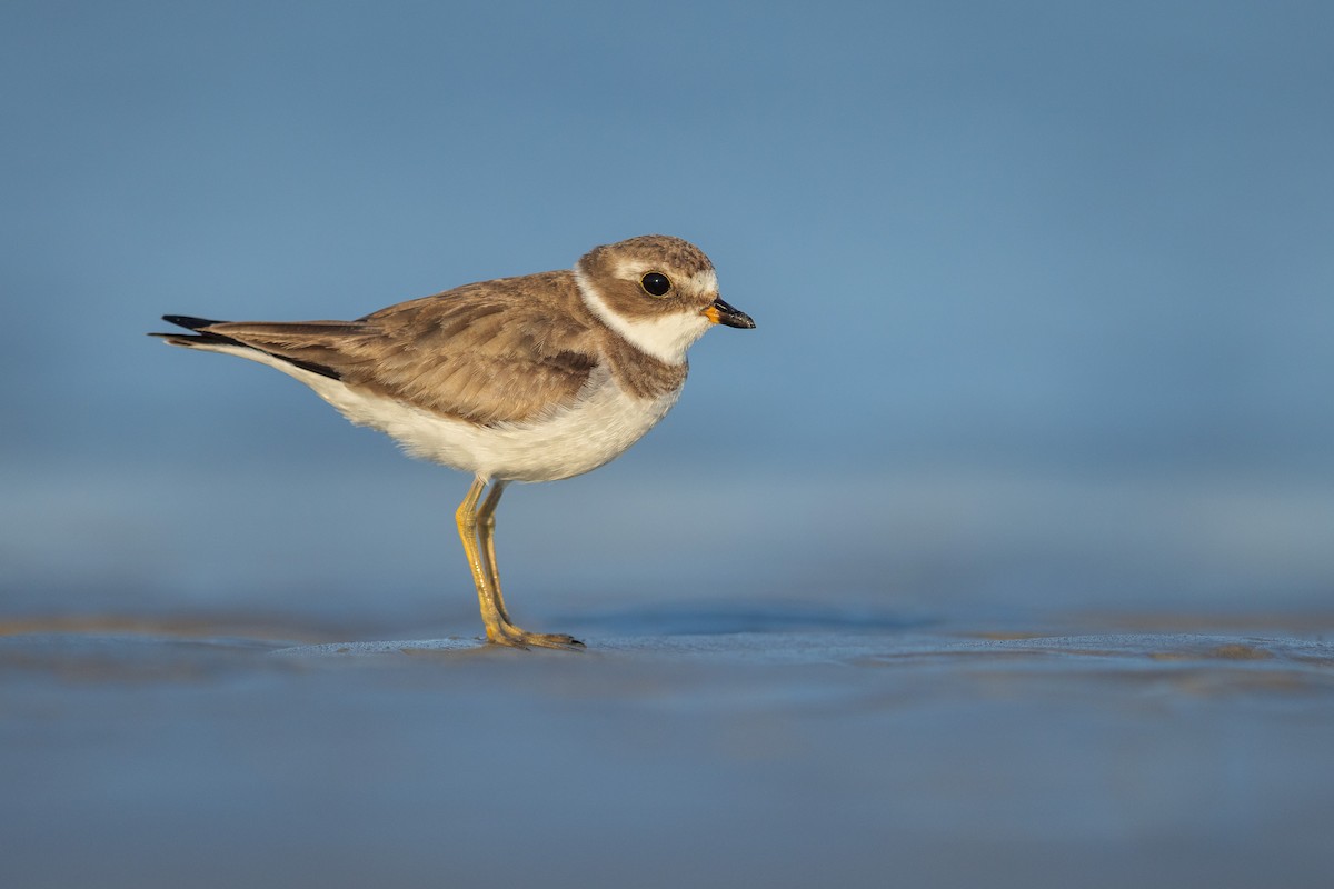 Semipalmated Plover - ML601626231