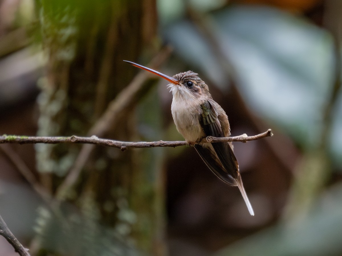 kolibřík šídlozobý - ML601628191