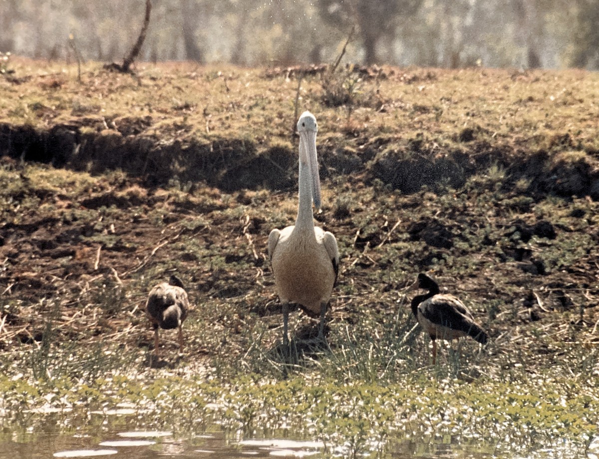 pelikán australský - ML601629851