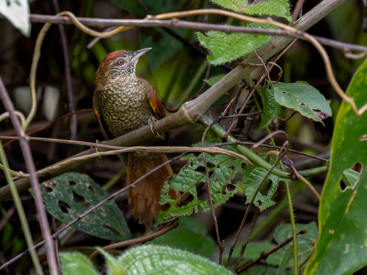 Scaled Spinetail - ML601633401