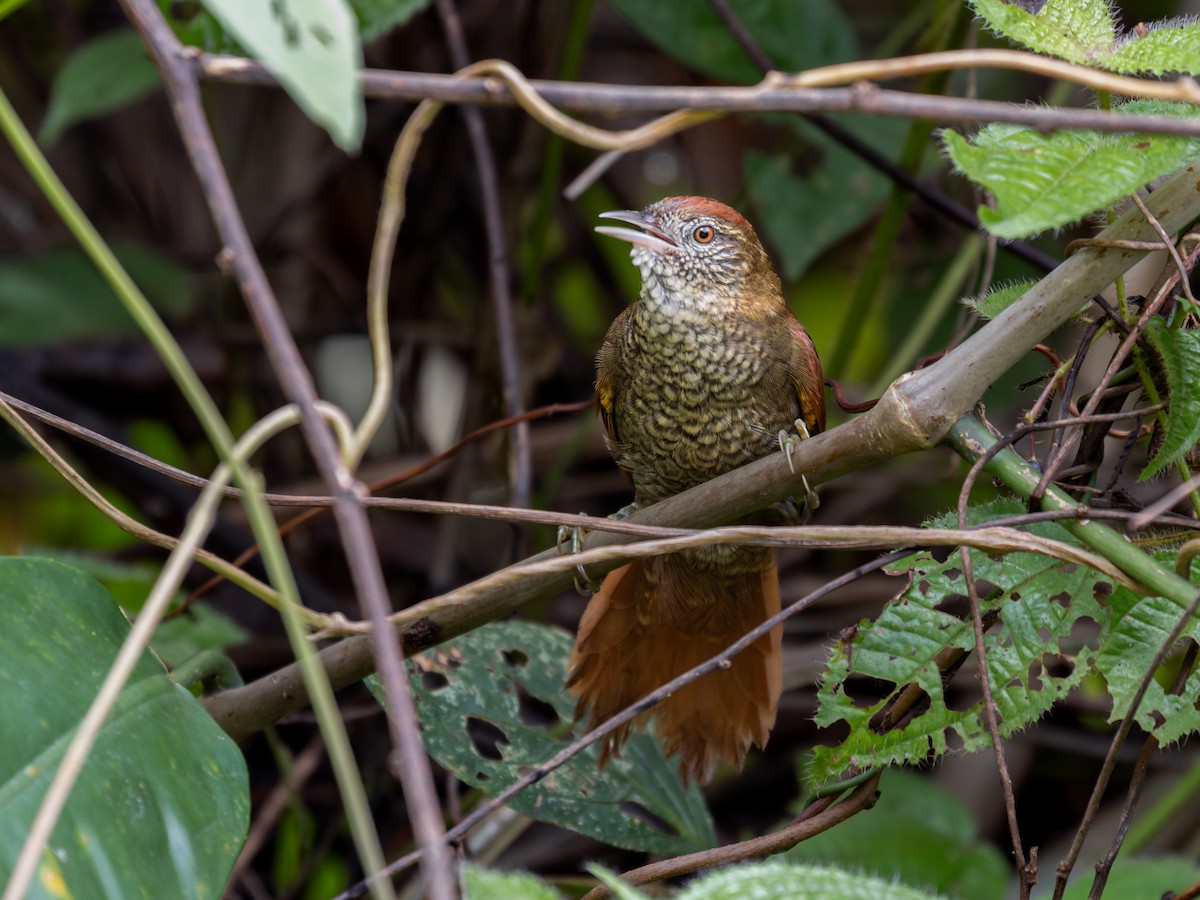 Scaled Spinetail - ML601633411