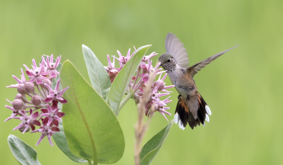 Broad-tailed Hummingbird - Anne Bielamowicz