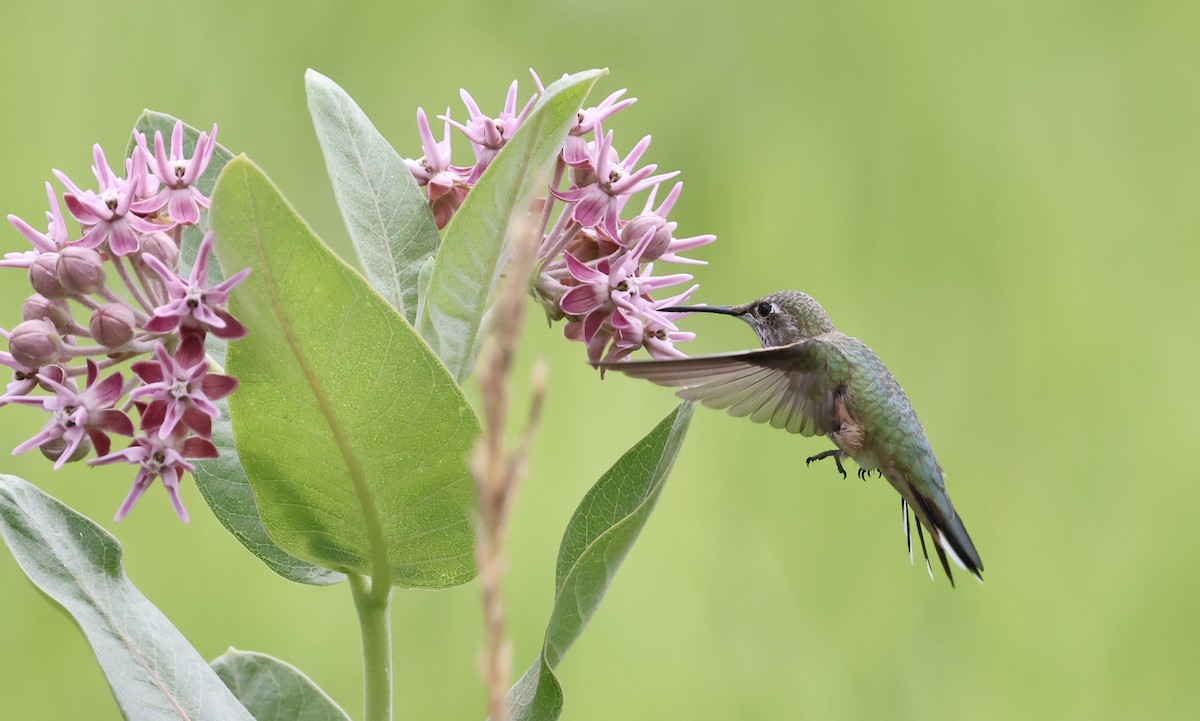 Broad-tailed Hummingbird - ML601640771