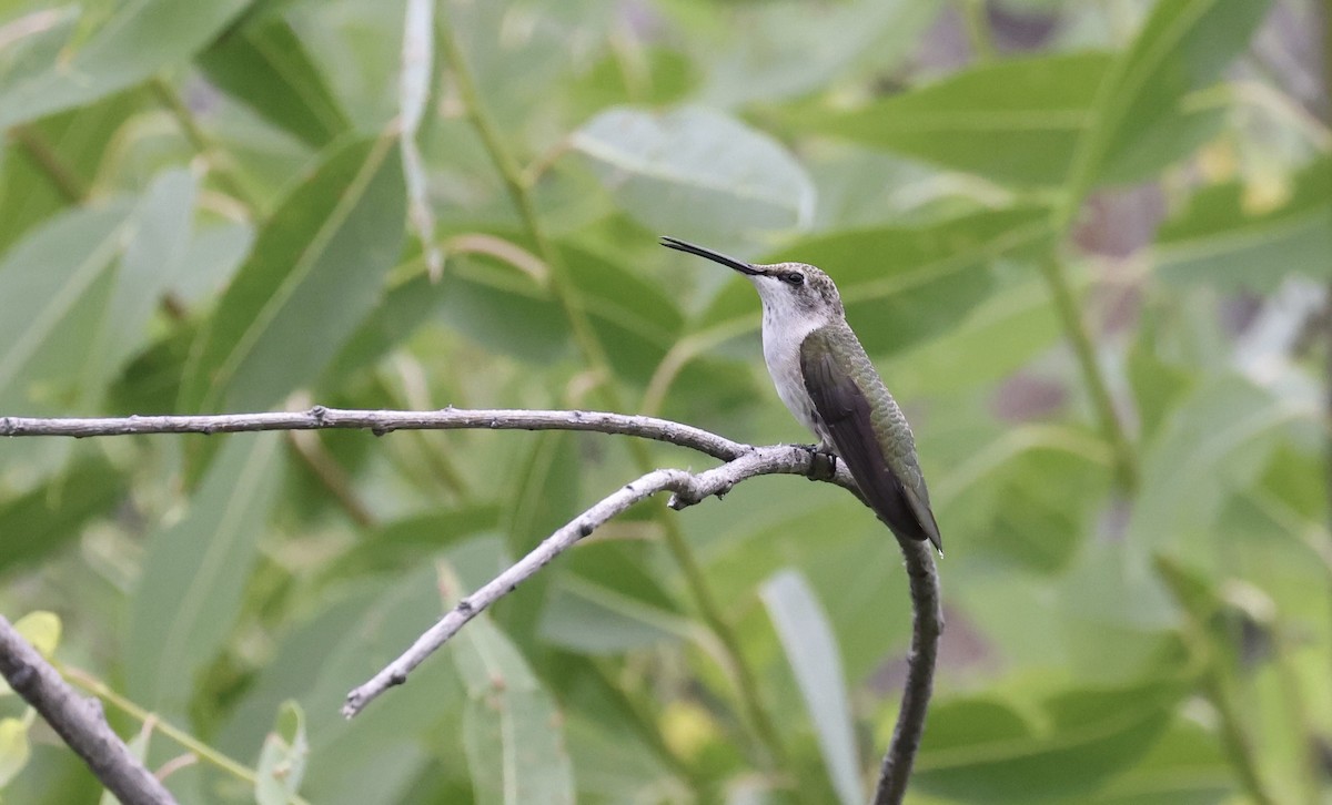 Black-chinned Hummingbird - ML601641091