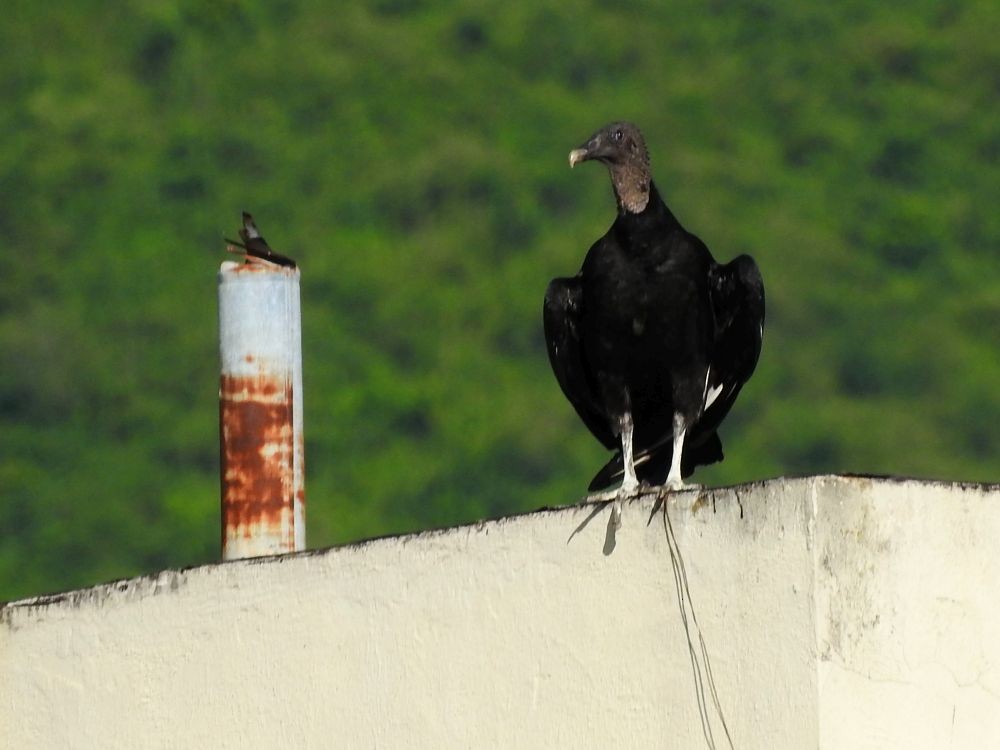 Black Vulture - ML601641301