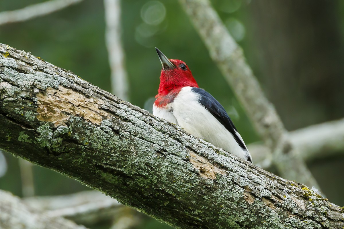 Red-headed Woodpecker - ML601641391
