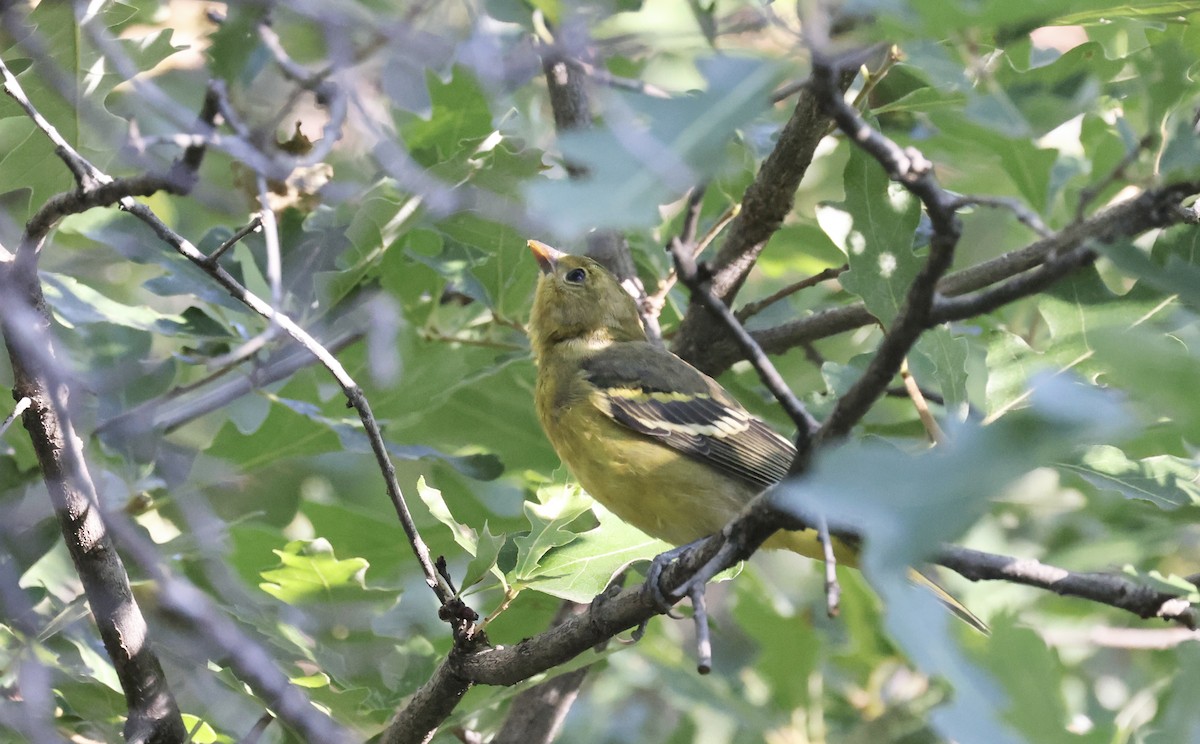 Western Tanager - ML601641461