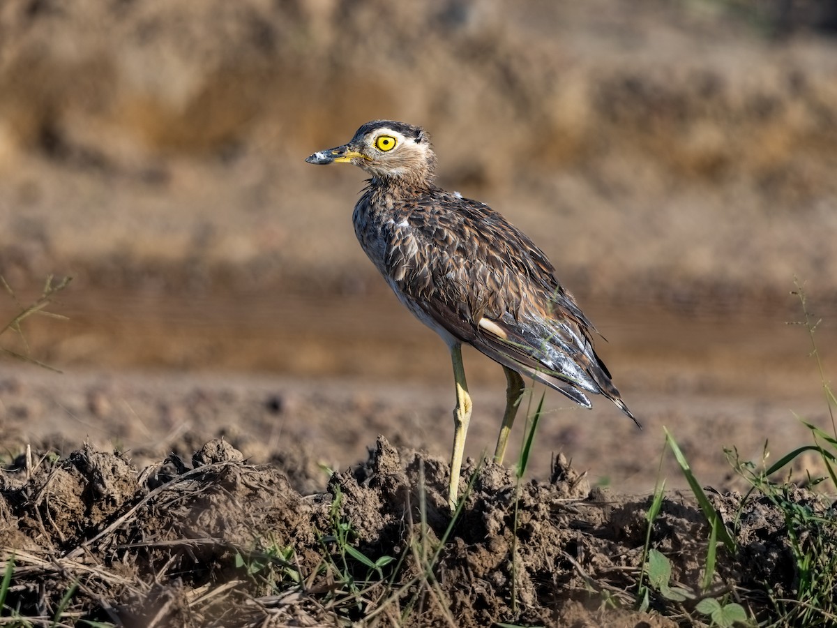 Double-striped Thick-knee - ML601643861