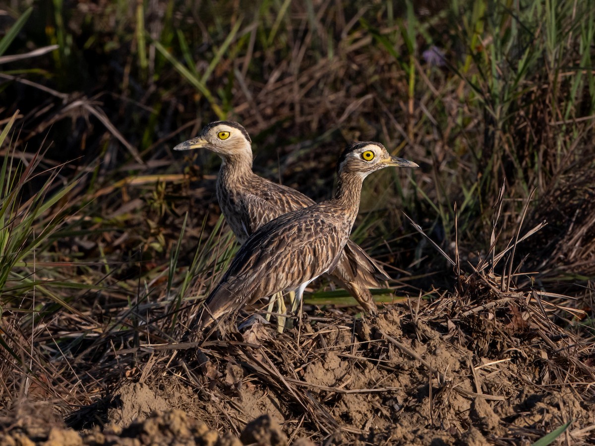 Double-striped Thick-knee - ML601643871