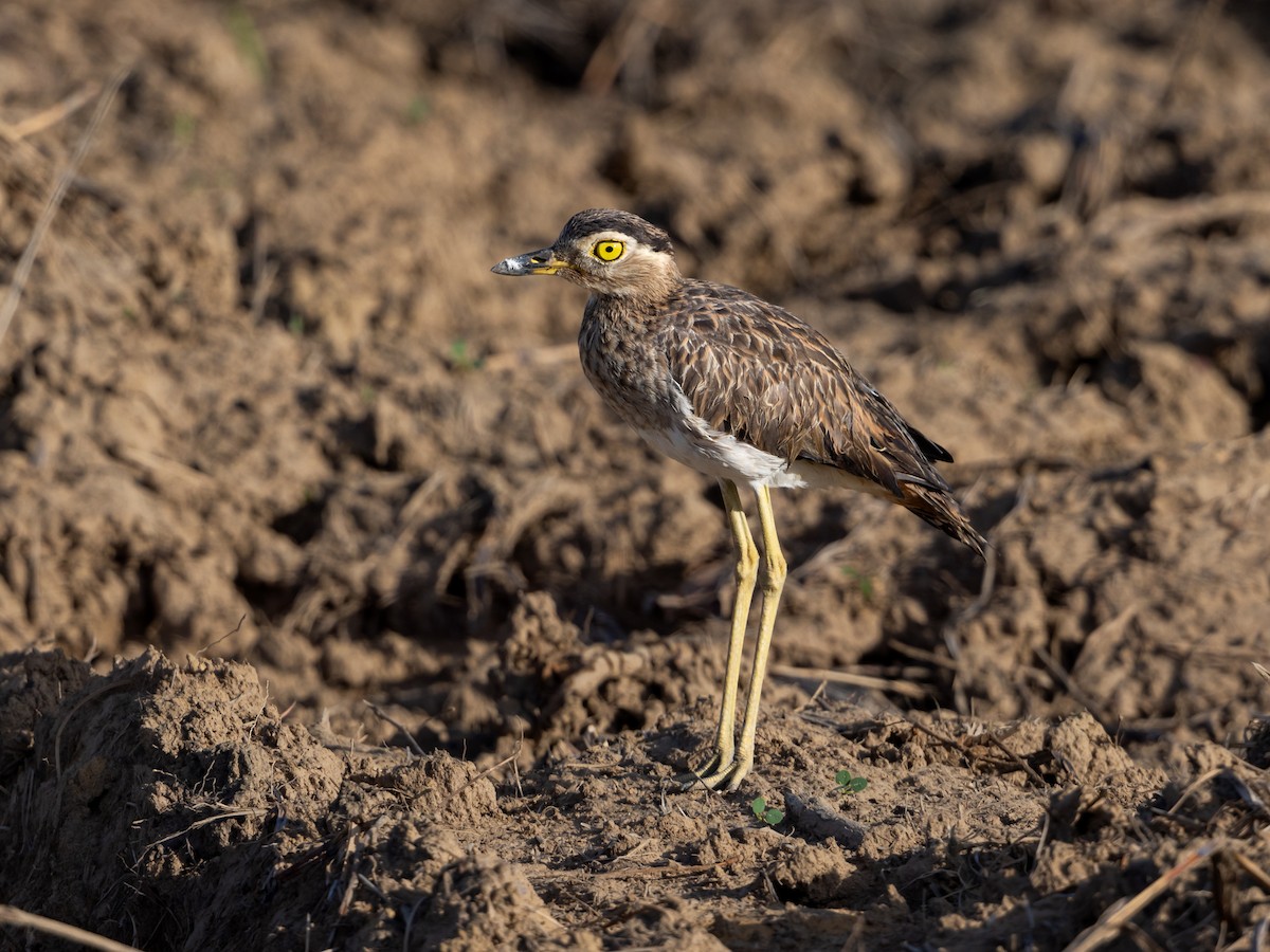 Double-striped Thick-knee - ML601643891