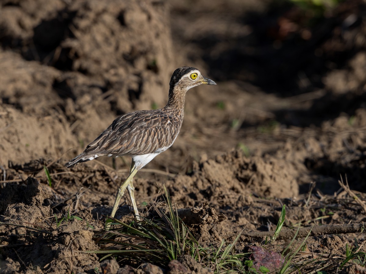 Double-striped Thick-knee - ML601643901