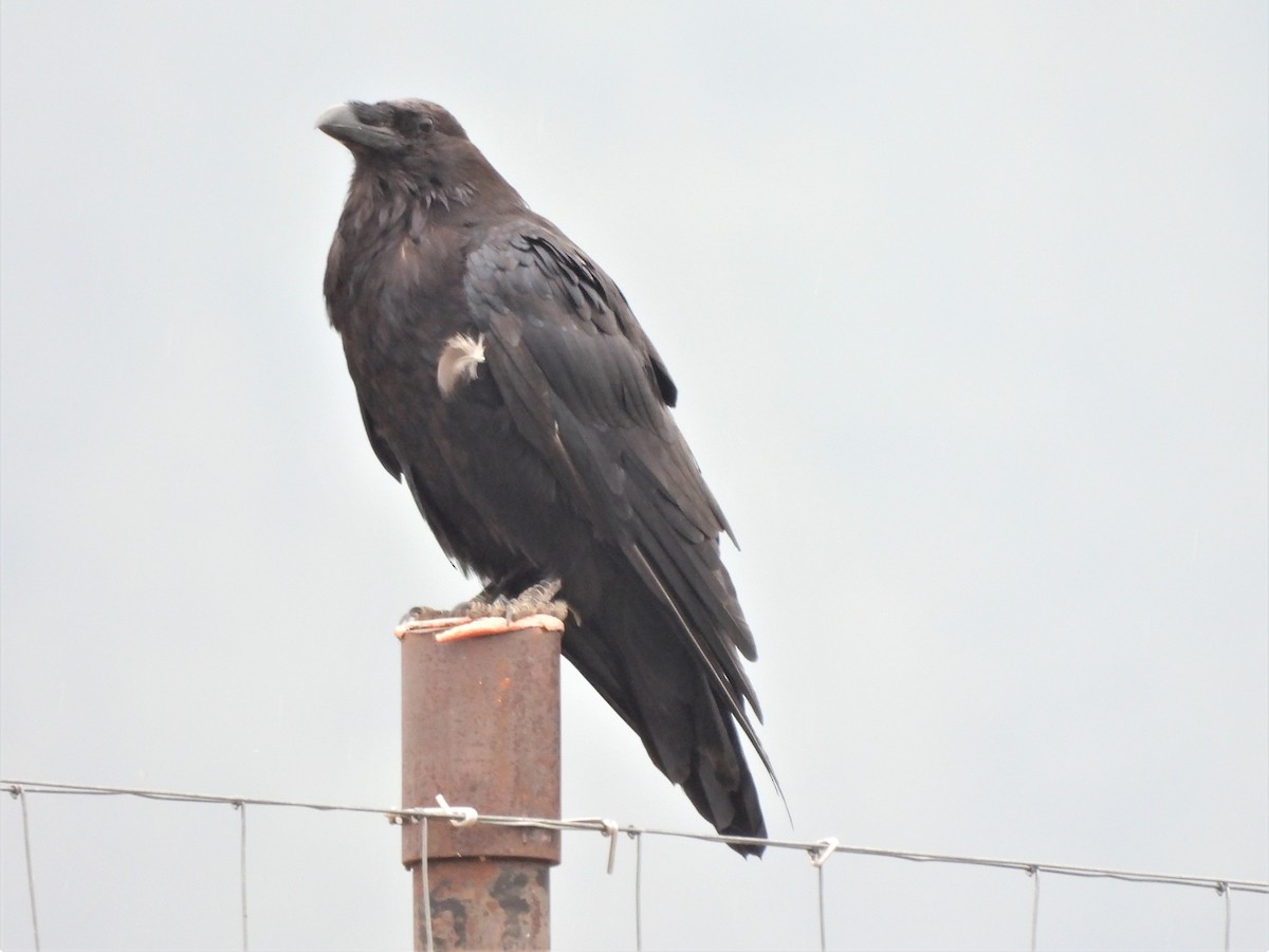 Common Raven - ML601645391