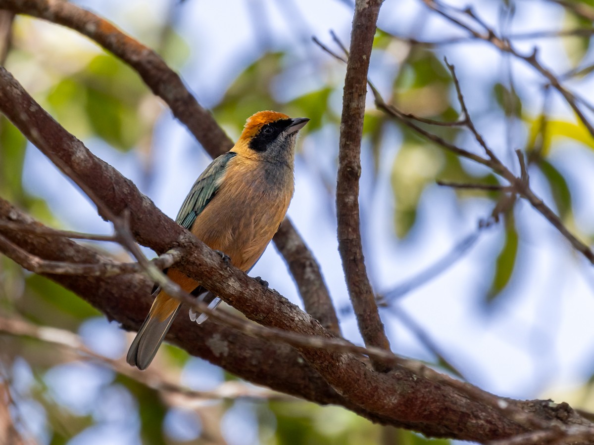 Burnished-buff Tanager - ML601645581