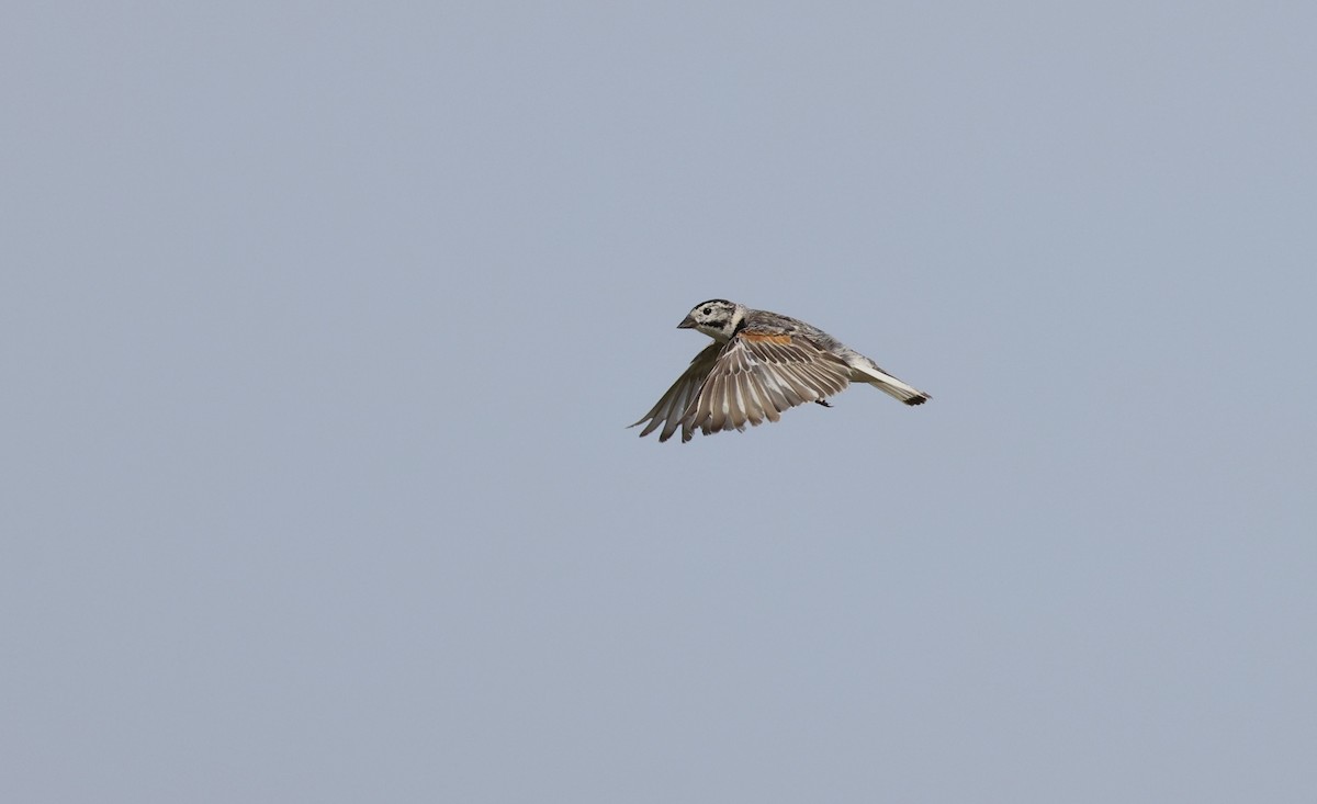 Thick-billed Longspur - ML601647501