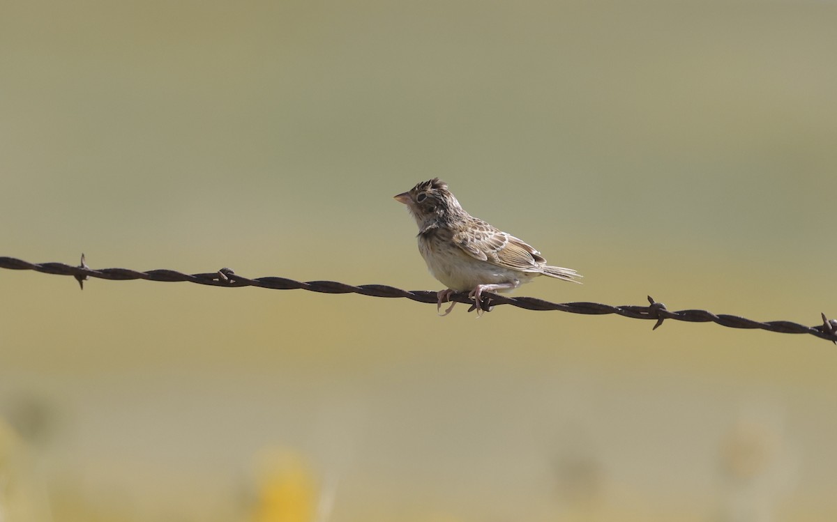 Grasshopper Sparrow - ML601647561