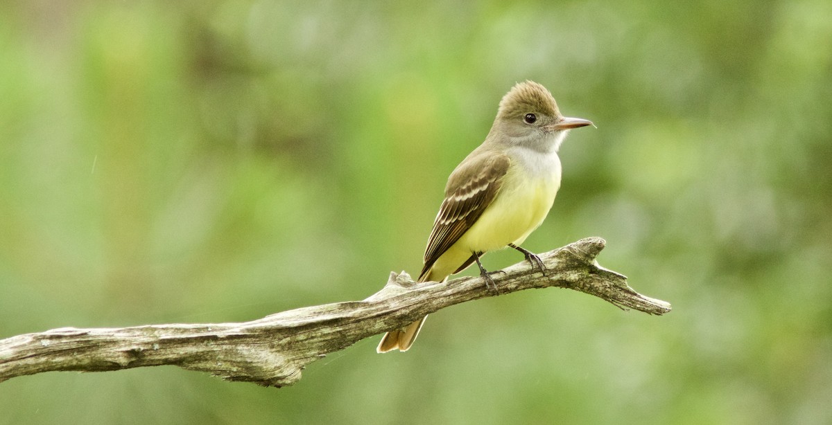 Great Crested Flycatcher - Lance Runion 🦤