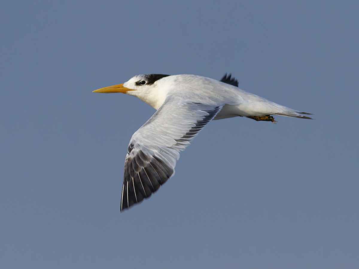 West African Crested Tern - ML601649601