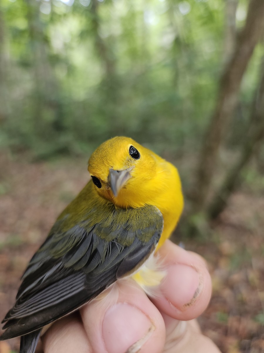 Prothonotary Warbler - ML601649731