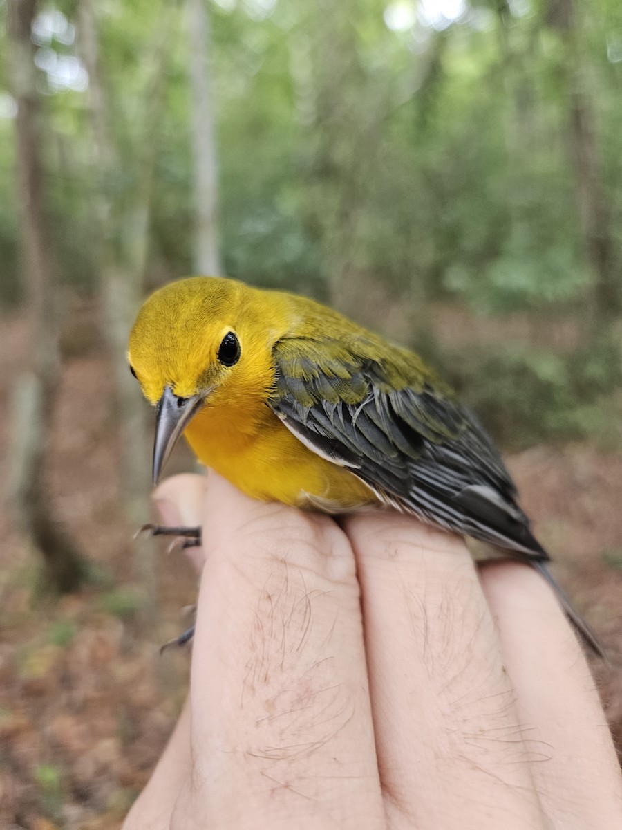 Prothonotary Warbler - ML601649741