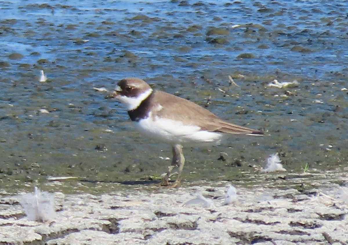 Semipalmated Plover - ML601650001
