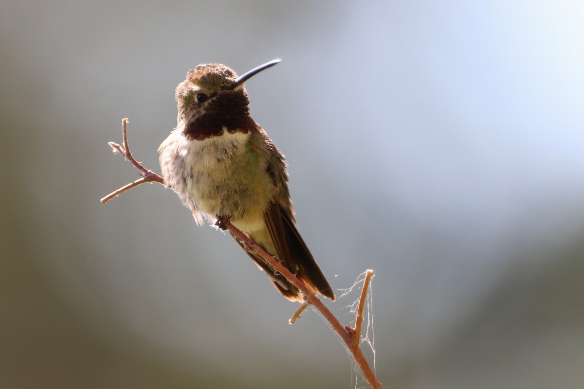 Broad-tailed Hummingbird - ML601650031