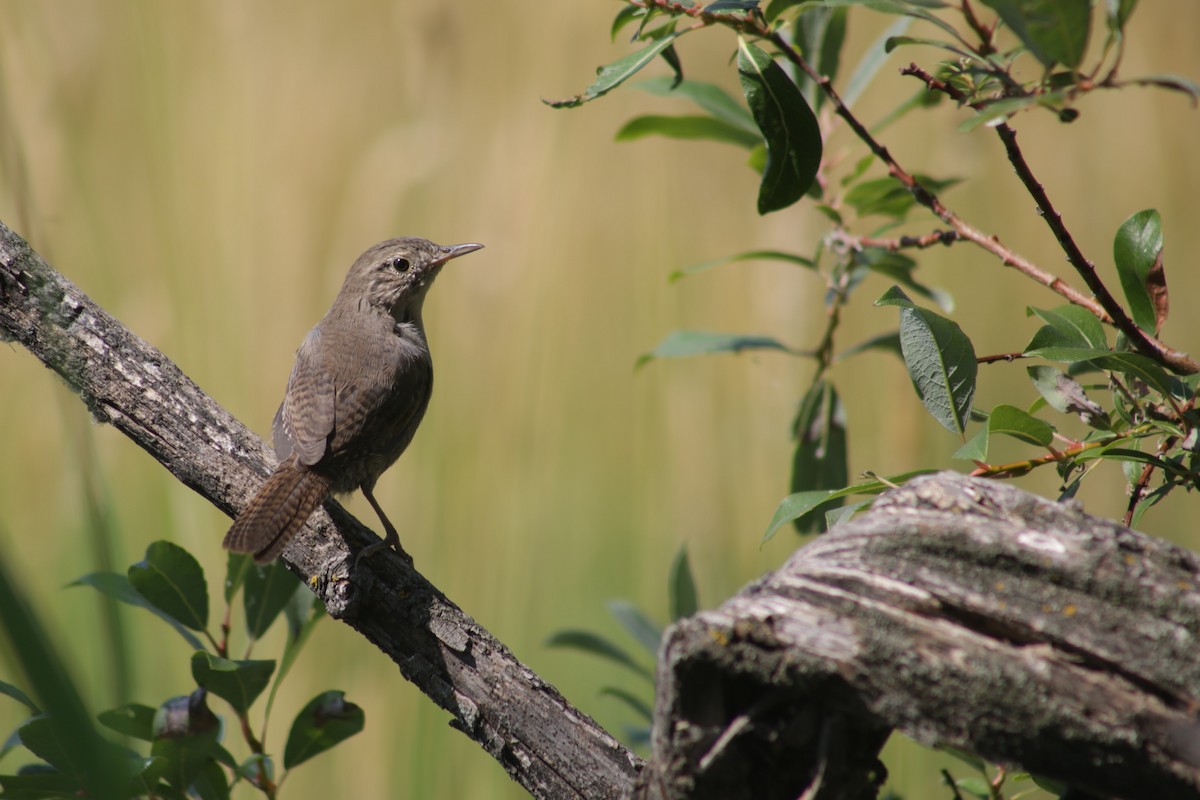 House Wren (Northern) at Fishcreek Park - North by Bentley Colwill