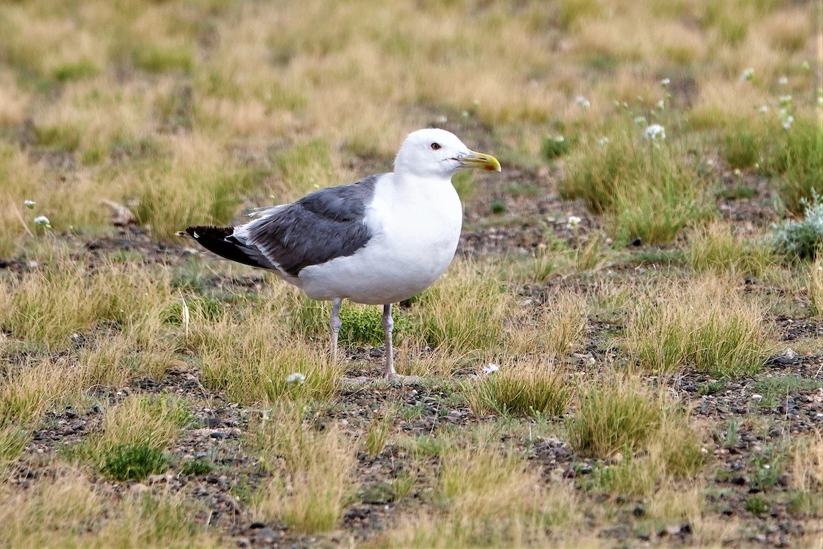 Herring Gull (Mongolian) - ML601650801