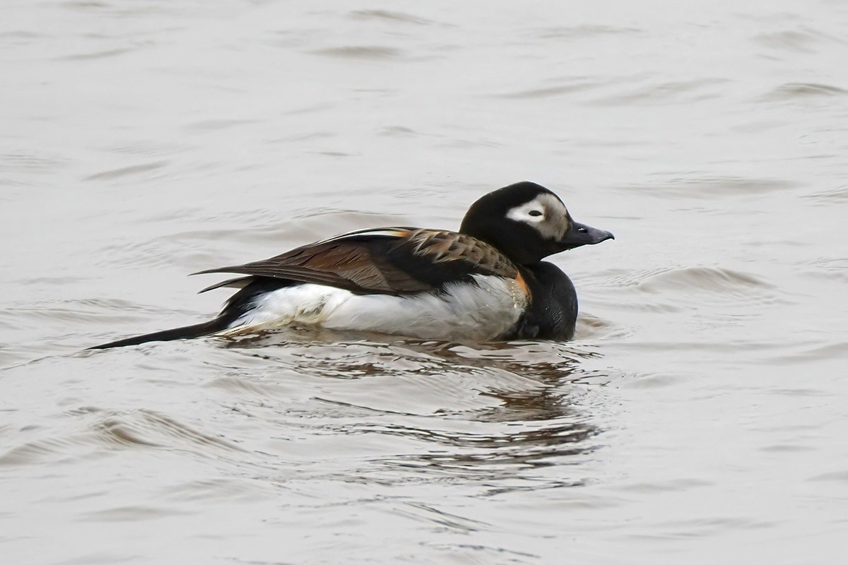 Long-tailed Duck - ML601652621