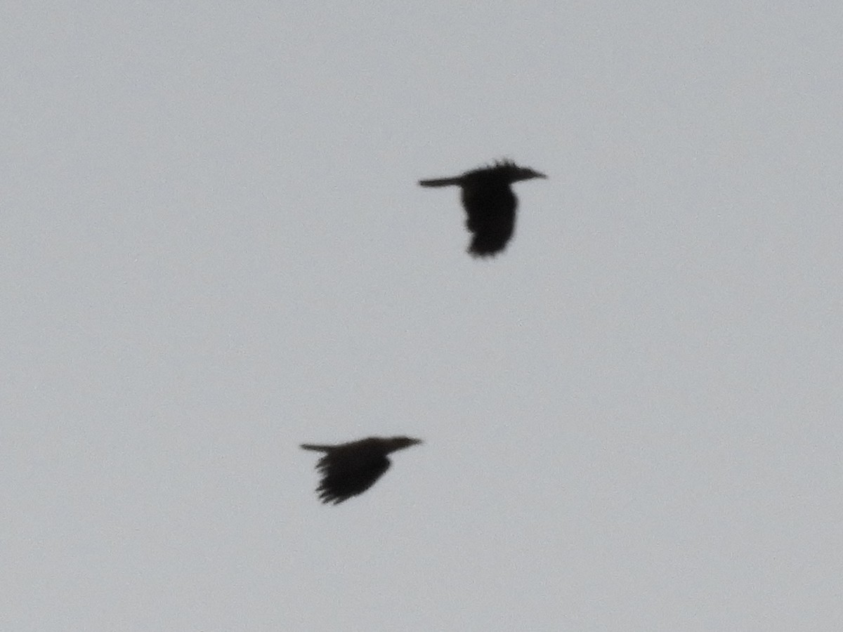 Slender-billed Crow (Sunda) - ML601654411
