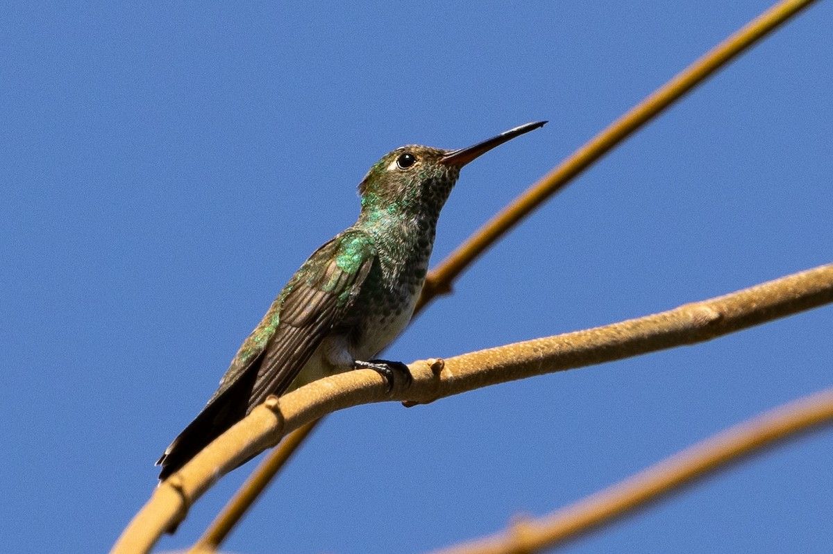 kolibřík zrcadlový - ML601663381