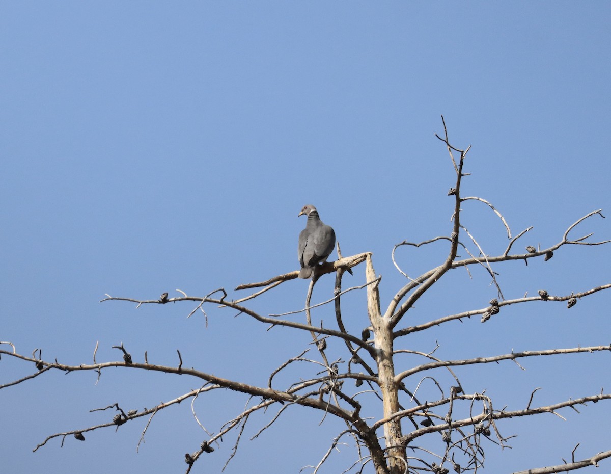 Band-tailed Pigeon - ML601664941