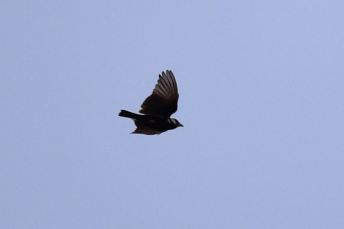 Black-crowned Sparrow-Lark - ML601669271
