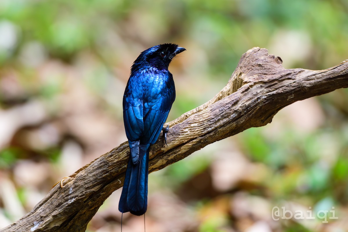 Lesser Racket-tailed Drongo - ML601675191