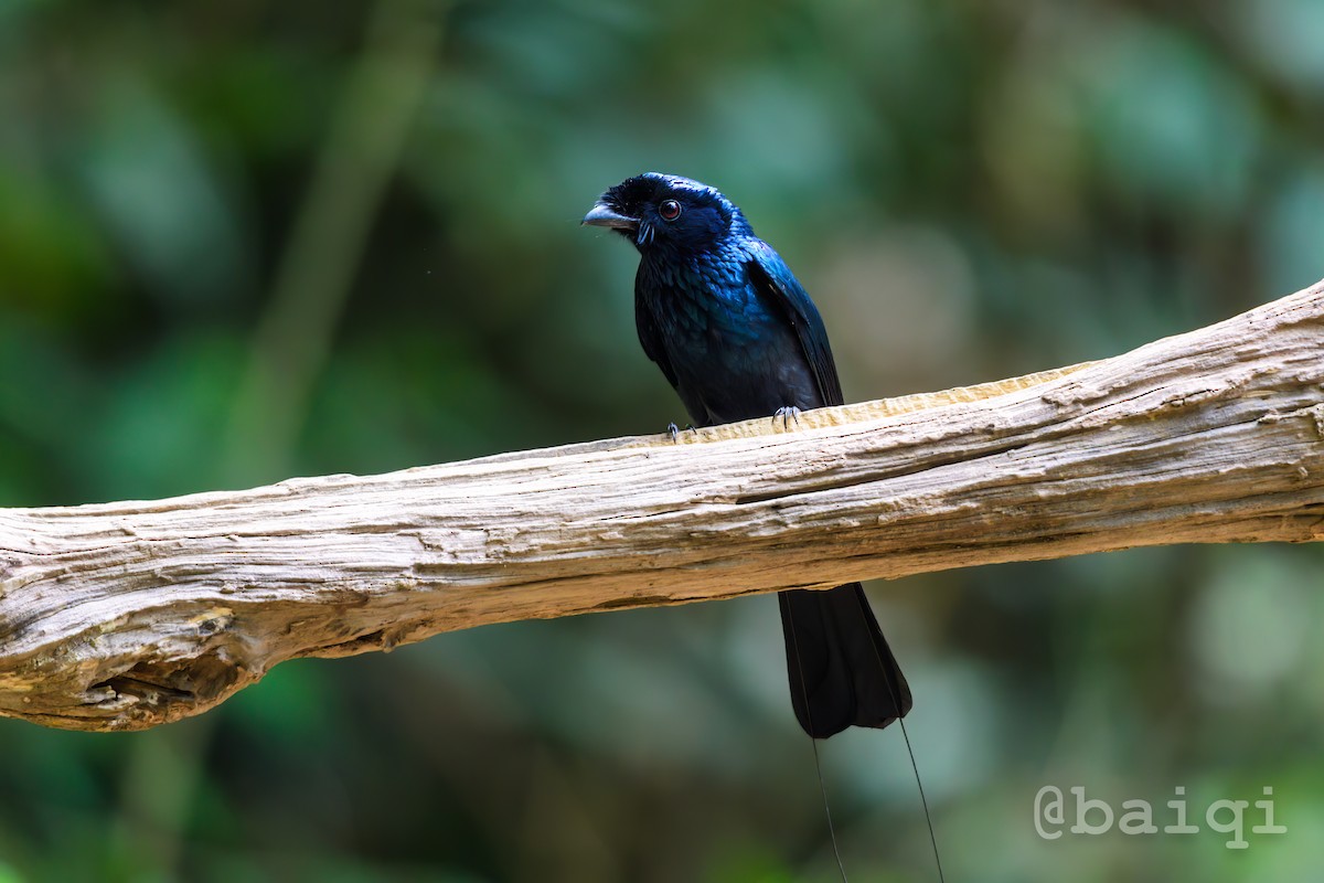 Lesser Racket-tailed Drongo - ML601675201