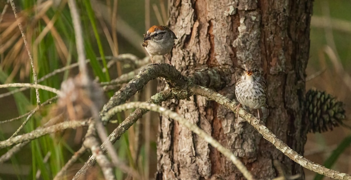 Chipping Sparrow - ML601679301