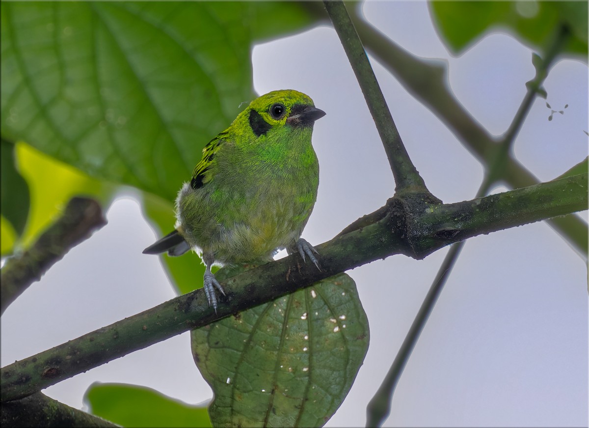 Emerald Tanager - ML601681661