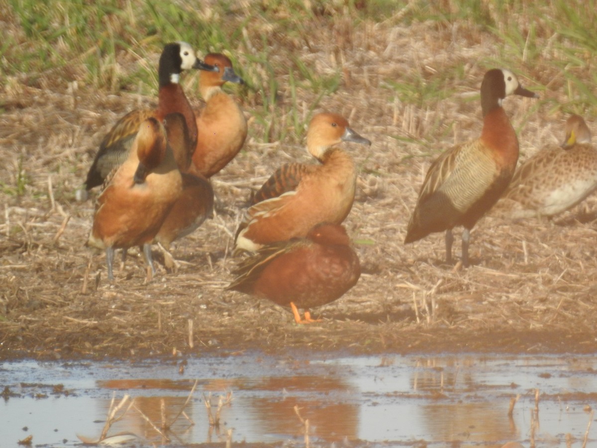 Fulvous Whistling-Duck - ML601682371