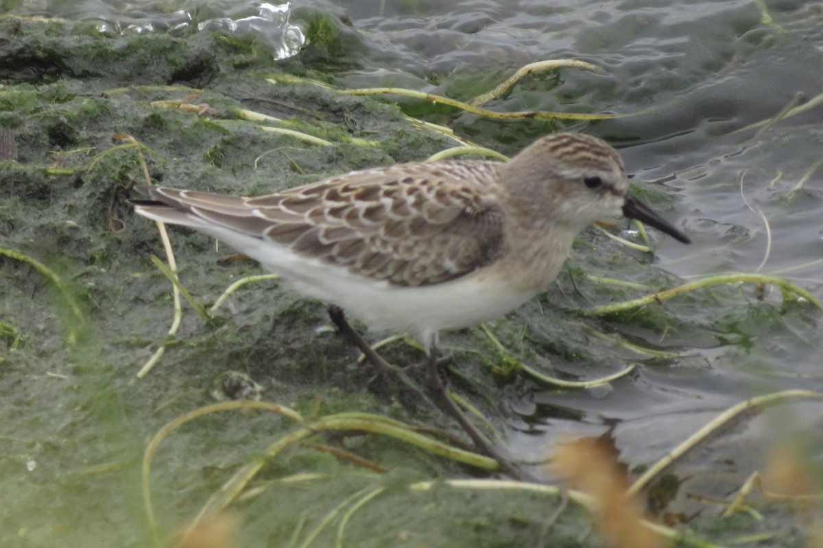 Semipalmated Sandpiper - Chris Blomme