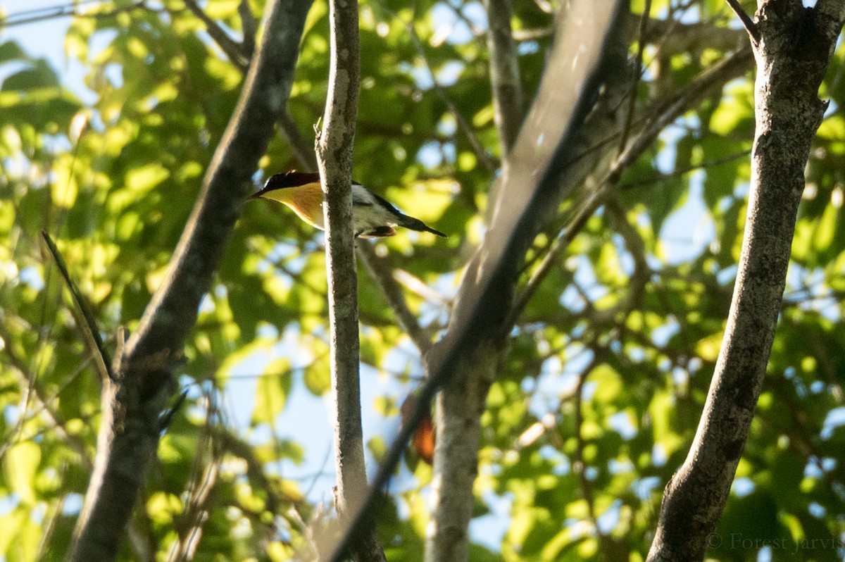 Handsome Sunbird - Forest Botial-Jarvis