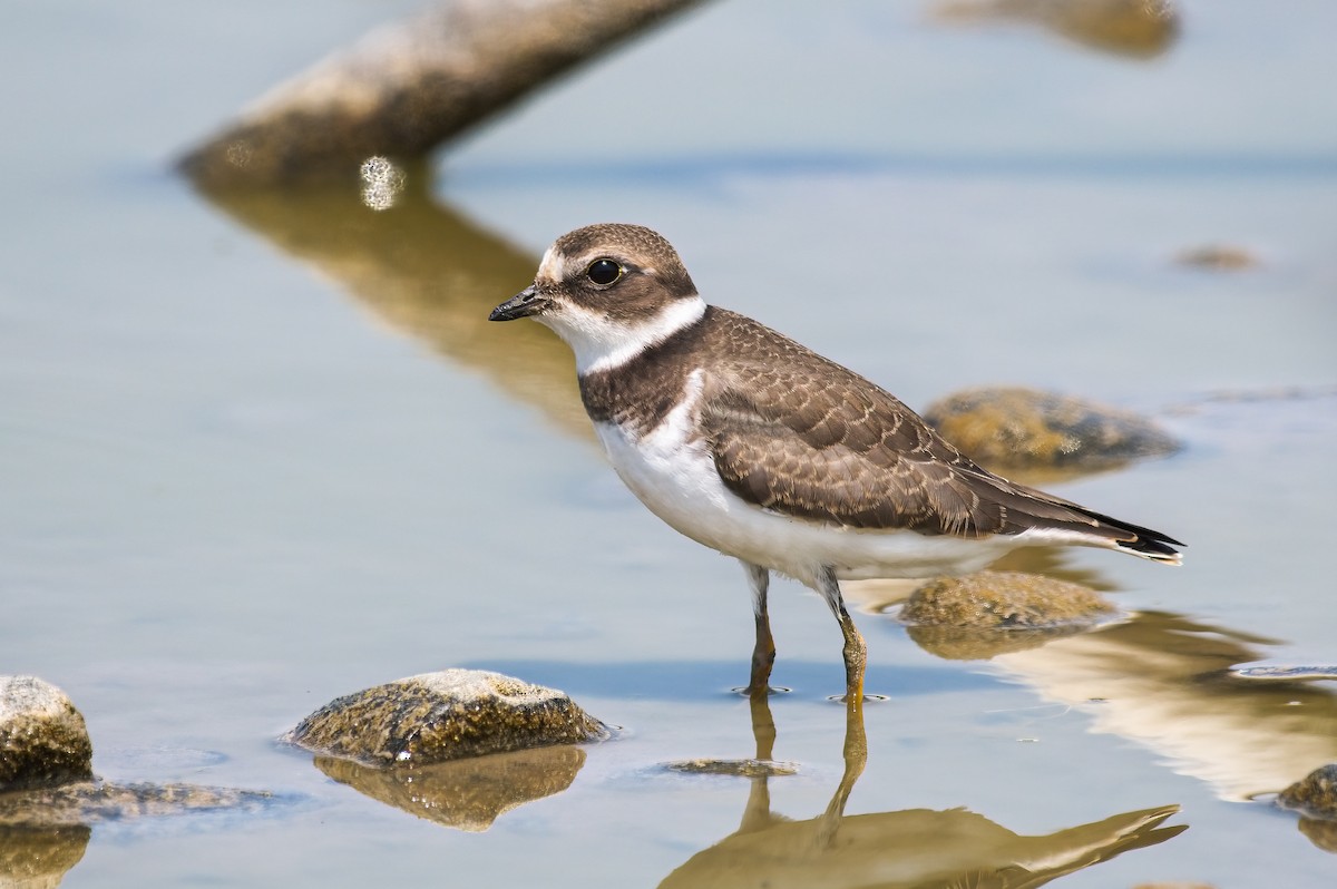 Semipalmated Plover - ML601686581