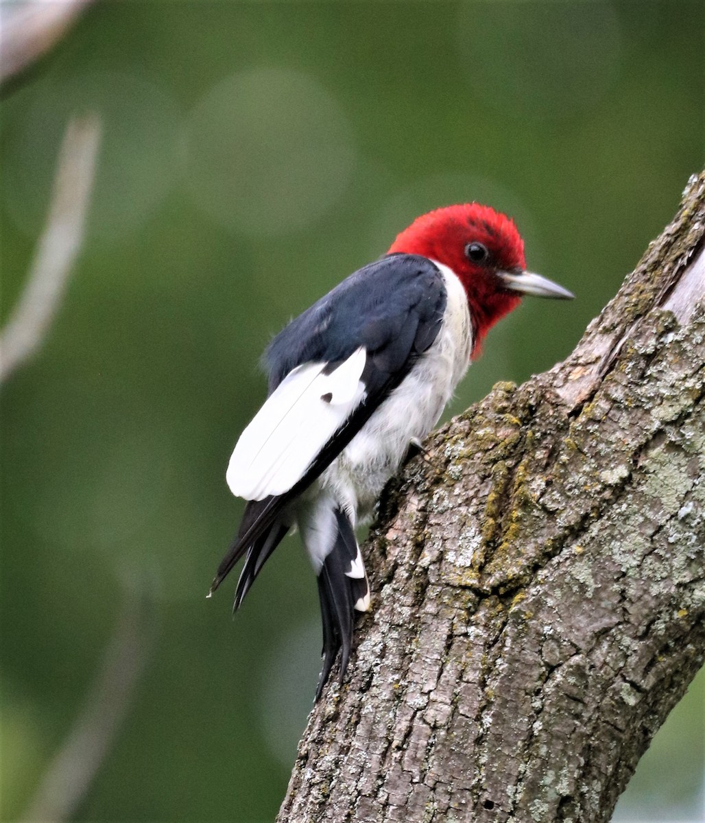 Red-headed Woodpecker - ML601692911