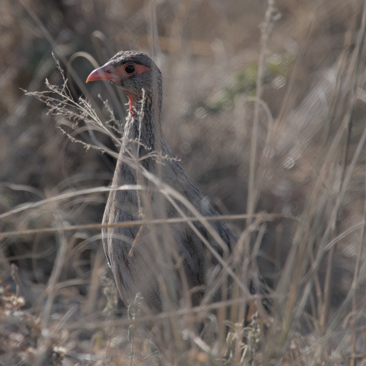 Red-necked Spurfowl - Manuel Morales
