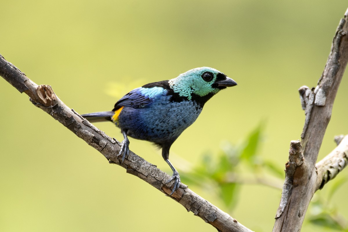 Seven-colored Tanager - ML601695171