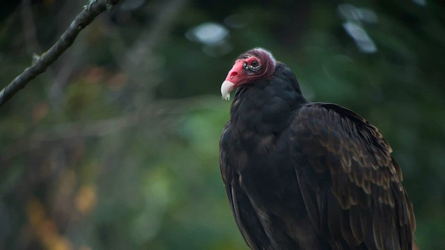 Turkey Vulture - ML601699821