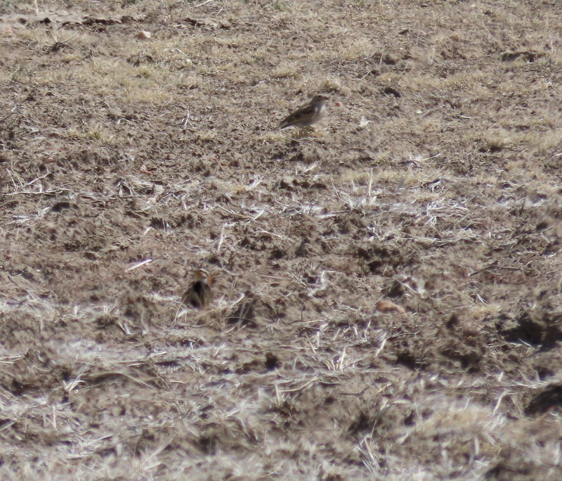 Thick-billed Longspur - ML601701081