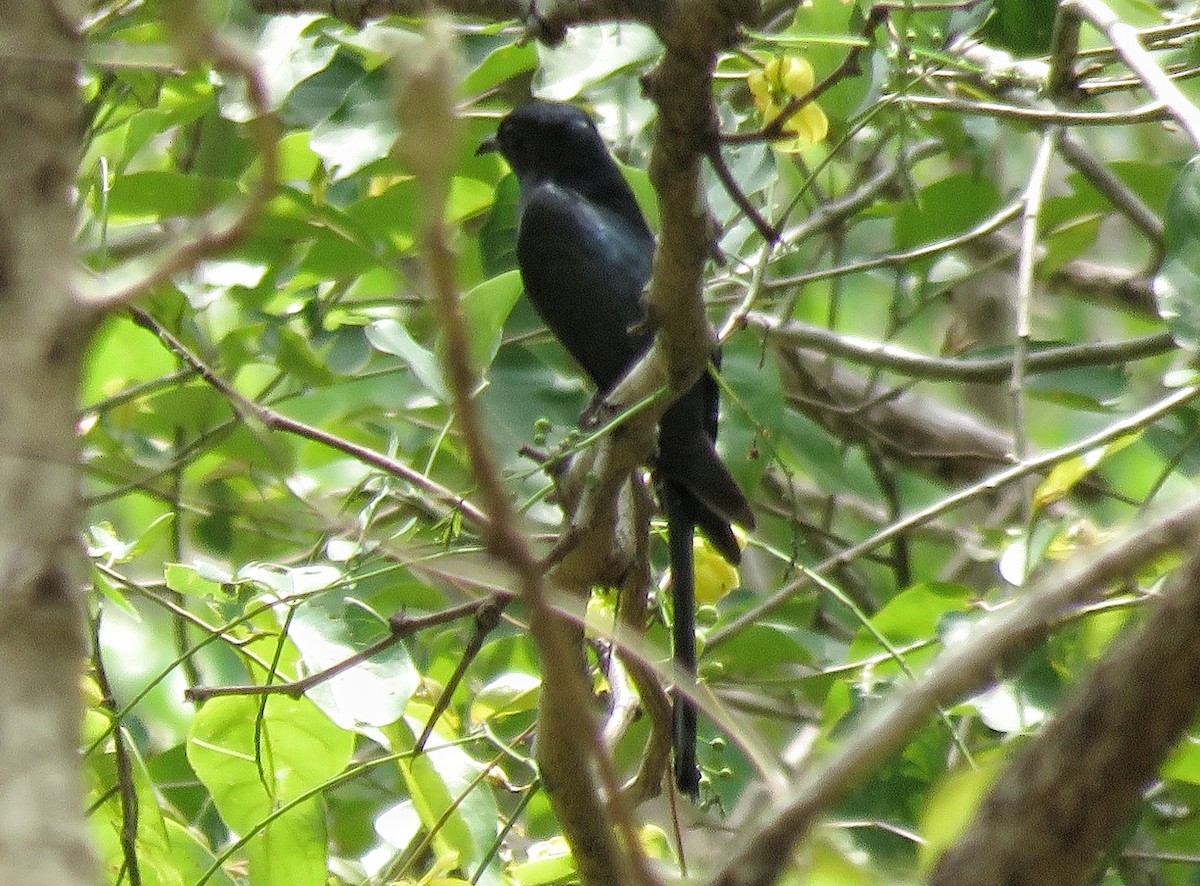 Fork-tailed Drongo-Cuckoo - Adhithyan NK