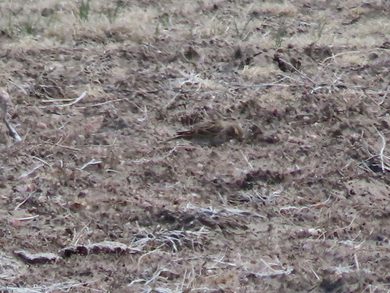 Thick-billed Longspur - ML601701771