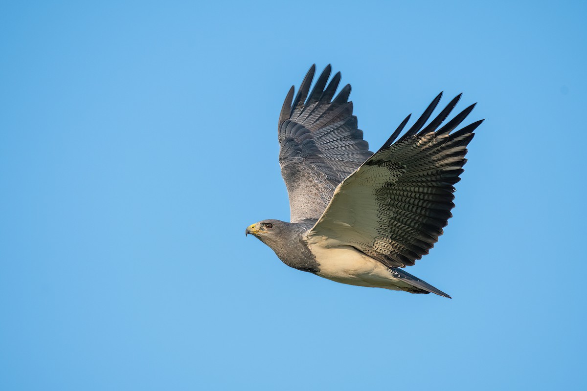 Black-chested Buzzard-Eagle - Raphael Kurz -  Aves do Sul